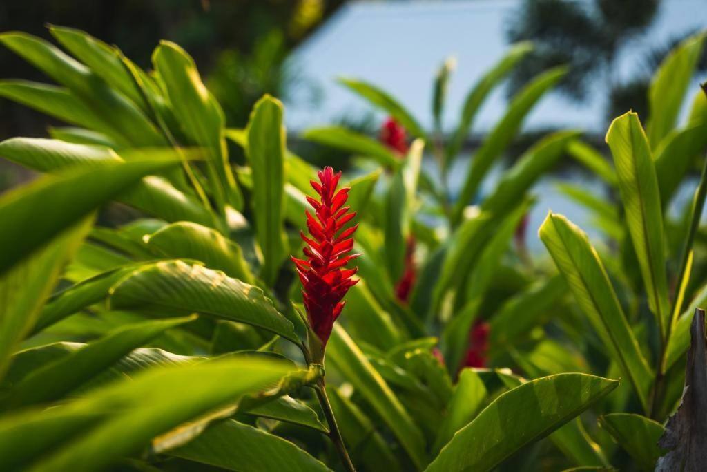 Caraibes Cottage Grenat Piscine Privee 900M De Grande Anse Deshaies Eksteriør bilde