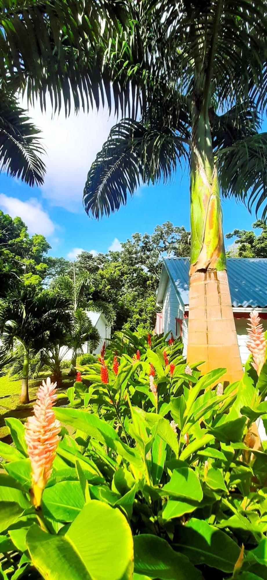 Caraibes Cottage Grenat Piscine Privee 900M De Grande Anse Deshaies Eksteriør bilde