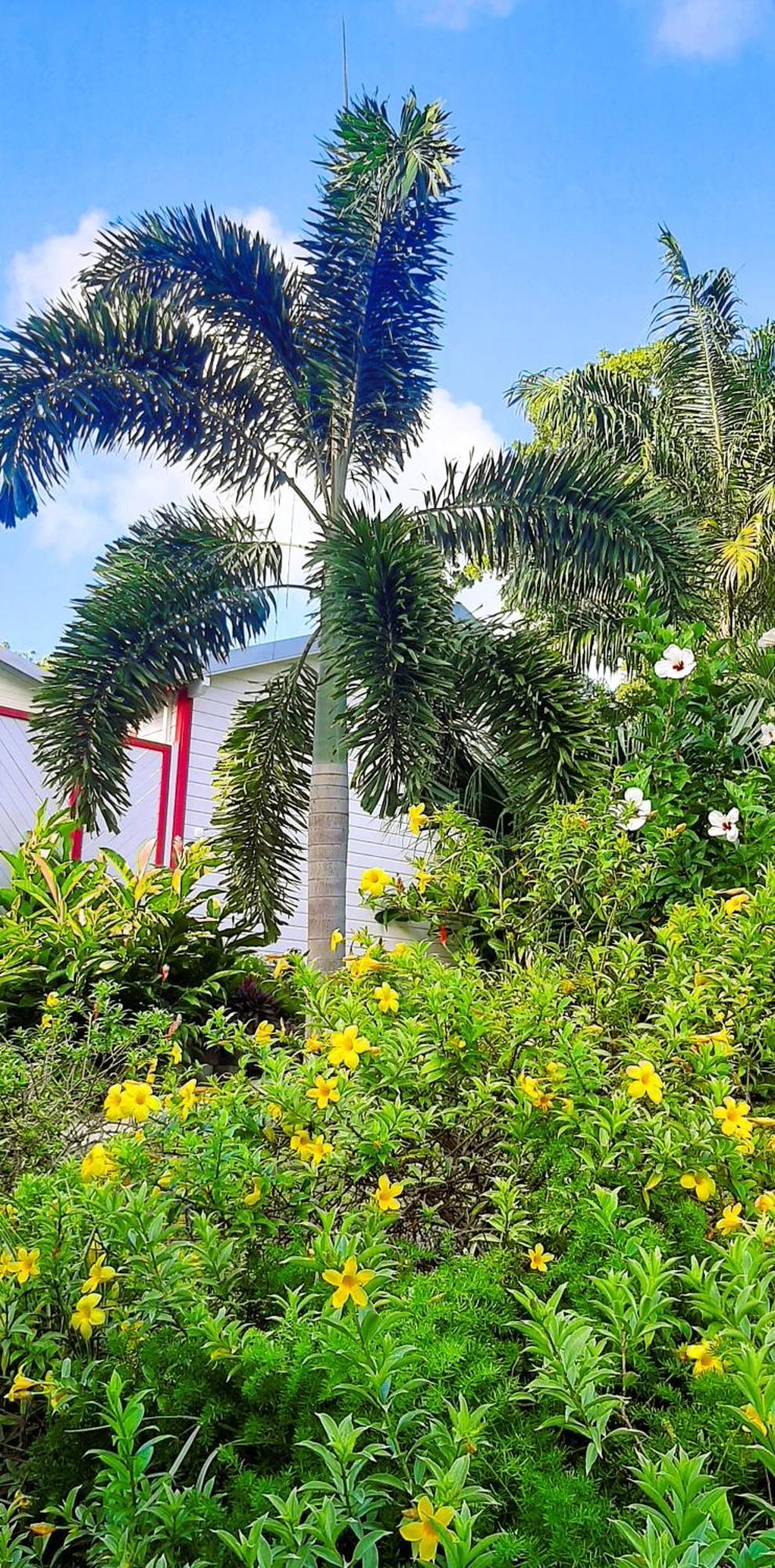 Caraibes Cottage Grenat Piscine Privee 900M De Grande Anse Deshaies Eksteriør bilde